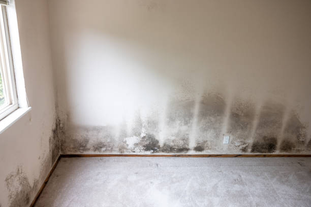 Mold Remediation for Rental Properties in Oak Grove, LA